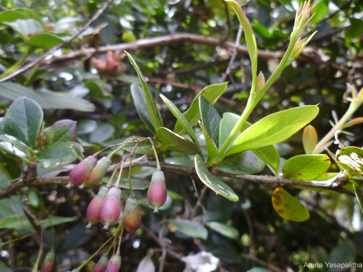 Berberis wightiana C.K.Schneid.